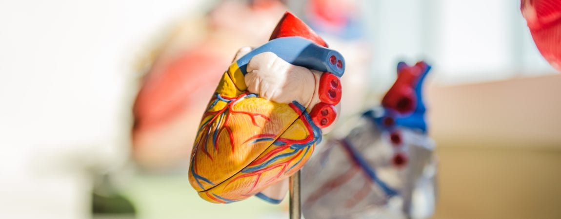 selective focus photography of heart organ illustration